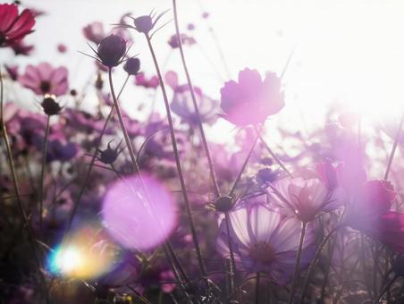 夕日に照らされたピンクのコスモス 花,秋,コスモスの写真素材