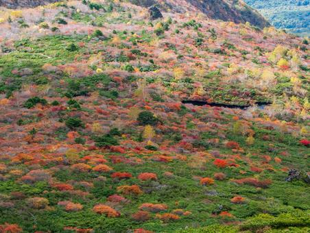 紅葉の那須岳（姥ヶ平方面） 那須岳,茶臼岳,紅葉の写真素材