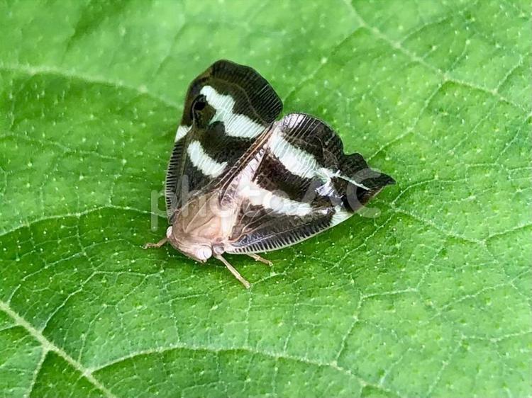ベッコウハゴロモ 昆虫,アップ,ベッコウハゴロモの写真素材