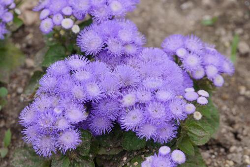 紫の花 紫の花の写真