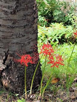 彼岸花　縦 彼岸花,ヒガンバナ,秋の写真素材
