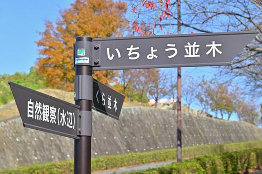 案内板 案内板,いちょう,いちょう並木の写真素材