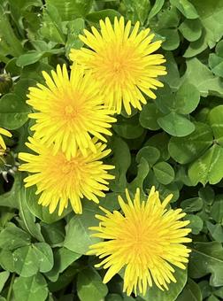 タンポポとクローバー タンポポとクローバーの写真