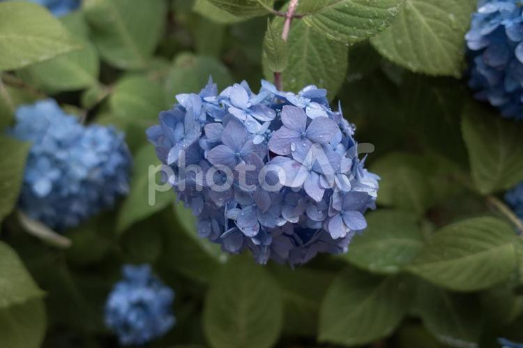 あじさいのイメージ素材 アジサイ,紫陽花,あじさいの写真素材