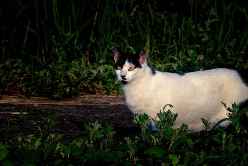 <素材>公園で見かけた白黒猫(野良猫) <素材>公園で見かけた白黒猫(野良猫)の写真