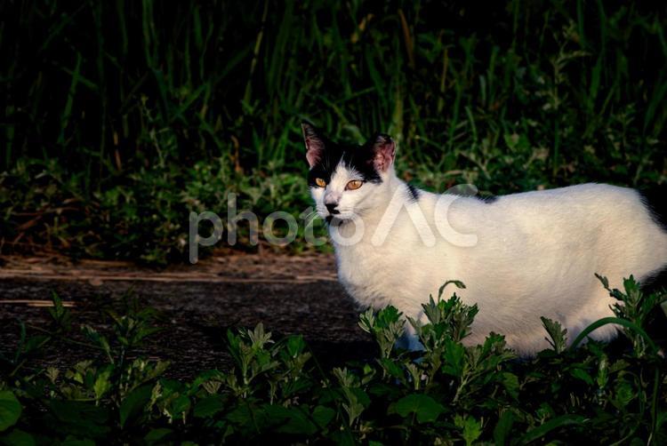 ＜素材＞公園で見かけた白黒猫（野良猫） 猫,野良猫,ネコの写真素材
