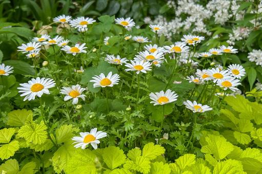 春の陽射しとフレッシュグリーン色の花壇 春の陽射しとフレッシュグリーン色の花壇の写真