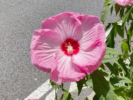 タイタンビカス タイタンビカス,ハイビスカス,花の写真素材