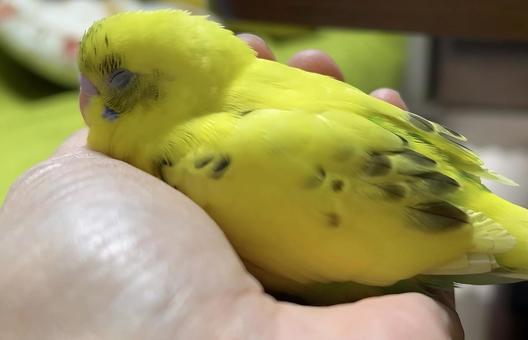 手のひらで眠る セキセイインコの雛 手のひらで眠る セキセイインコの雛 セキセイインコ,雛,手のひらの写真素材