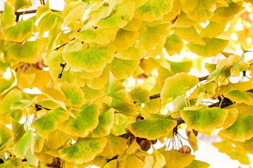 色づきかけのイチョウの葉のクローズアップ イチョウ,銀杏,葉の写真素材