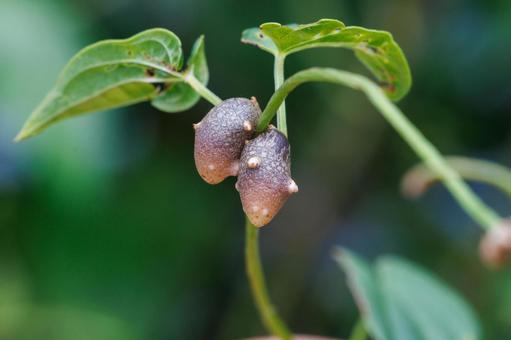 野生に自生する自然薯のムカゴ 野生に自生する自然薯のムカゴ 植物,葉,自然の写真素材