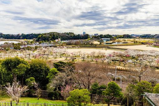 偕楽園公園　満開の梅園 偕楽園,花,梅の写真素材