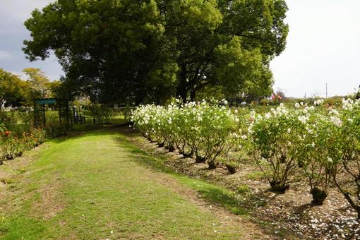 花 花,バラ,白いバラの写真素材