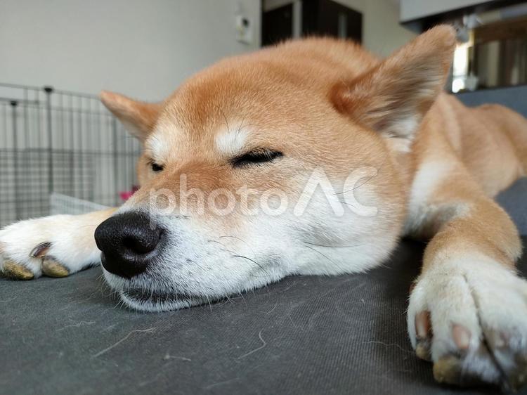 伸びをしながら眠る柴犬くるみです！ 犬,柴犬,shibainuの写真素材
