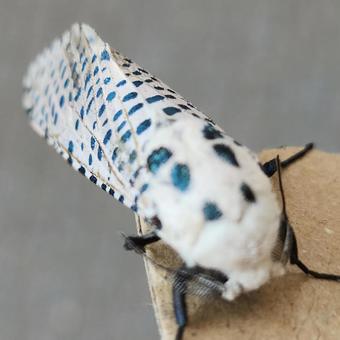 何かに似てる?ゴマフボクトウ 何かに似てる?ゴマフボクトウの写真