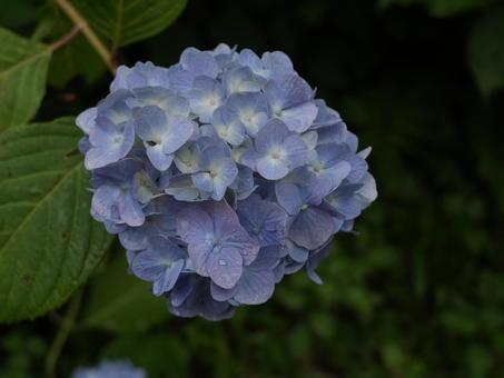 雨の公園【アジサイ】 雨の公園【アジサイ】 紫陽花,アジサイ,雨の写真素材