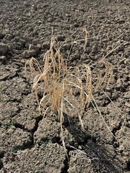 枯れた稲（11月） 稲,晩秋,秋の写真素材