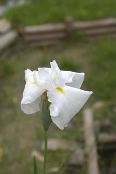White irises blooming in the garden's biotope, JPG White irises blooming in the garden's biotope, JPG