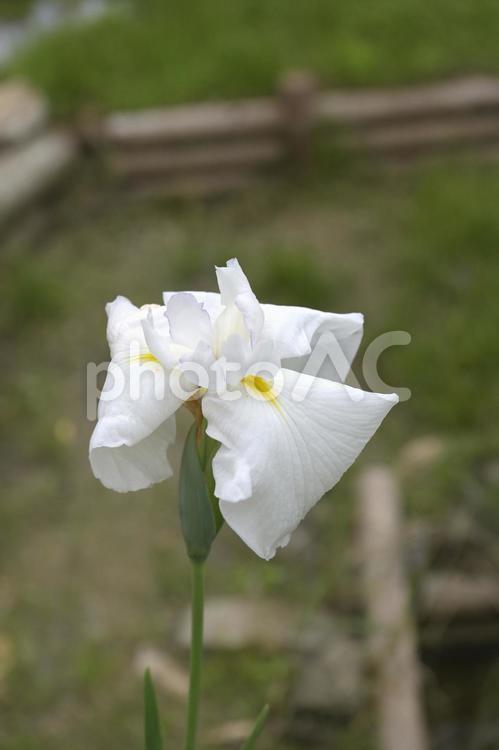 庭のビオトープに咲いた白色のハナショウブ 花菖蒲,ハナショウブ,ビオトープの写真素材
