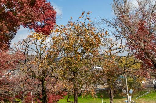 たくさんの実をつけた柿の木 柿,木,実の写真素材