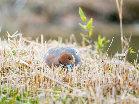 Wigeon duck walking on the ground, JPG