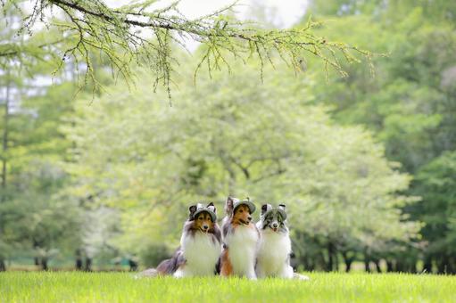 シェルティ シェルティ 風景,シェルティ,ペットの写真素材