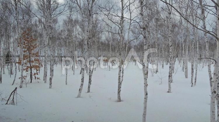 白銀の北海道　北の大地　雪景色　白樺 北海道,雪景色,雪の写真素材
