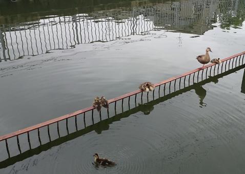 カモの親子2 カモの親子2の写真