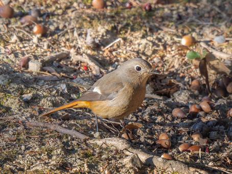 地面を歩くジョウビタキのメス 地面を歩くジョウビタキのメスの写真