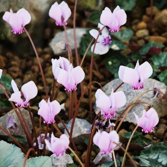 シクラメン１（咲くやこの花館） シクラメン,花,きれいの写真素材