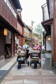 ひがし茶屋街とトイプードル ひがし茶屋街とトイプードル トイプードル,トイプー,街並みの写真素材