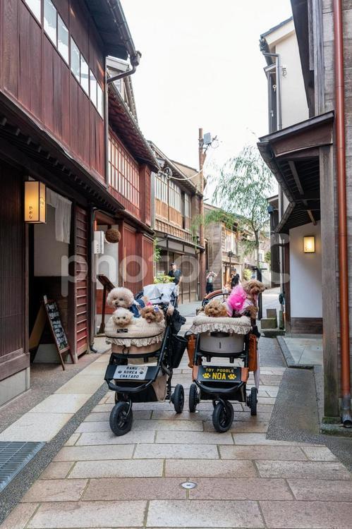 ひがし茶屋街とトイプードル トイプードル,トイプー,街並みの写真素材