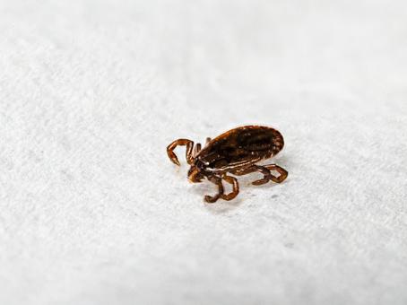 フタトゲチマダニ② フタトゲチマダニ②の写真