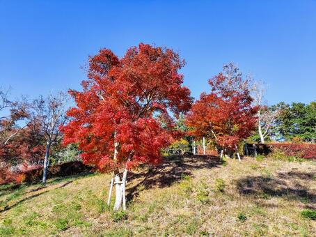 紅葉のもみじ林　伊豆の修善寺虹の郷にて 紅葉,モミジ,紅葉狩りの写真素材