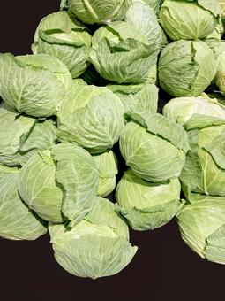 野菜・キャベツ キャベツ,収穫,栽培の写真素材