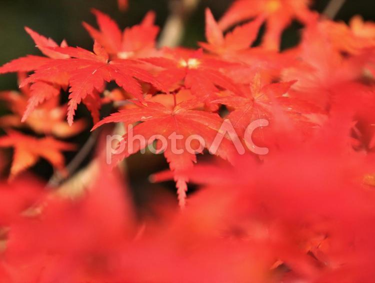 ズームアップしたもみじ 自然,植物,木の写真素材
