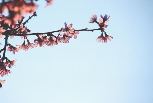 夕日に透けたピンクの花 夕日に透けたピンクの花の写真