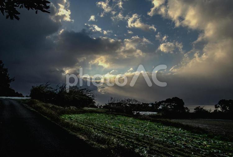 ＜五島風景＞収穫が始まった高菜畑の夜明け 農業,野菜,植物の写真素材