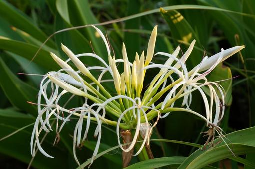 ハマユウの花 ハマユウの花 はまゆう,植物,花の写真素材