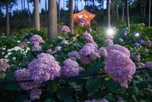 三室戸寺の紫陽花 三室戸寺の紫陽花 6月,初夏,夏の写真素材