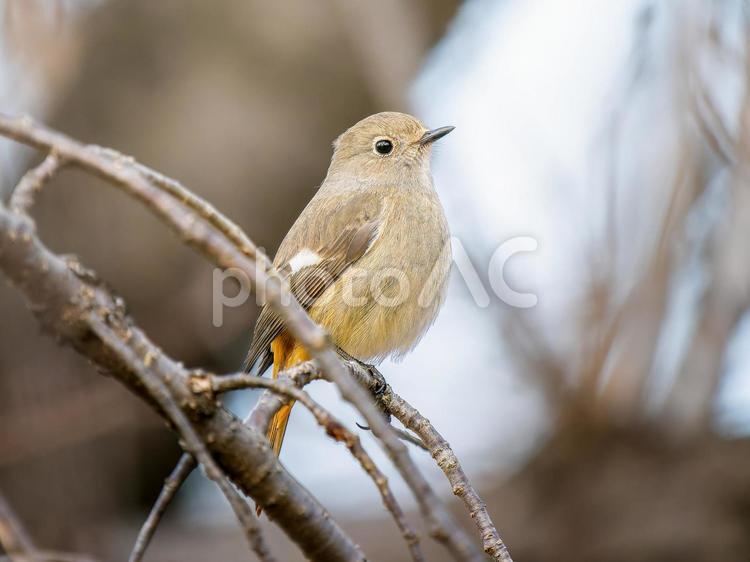 枝にとまるジョウビタキのメス ジョウビタキ,ジョビコ,ジョウビタキのメスの写真素材