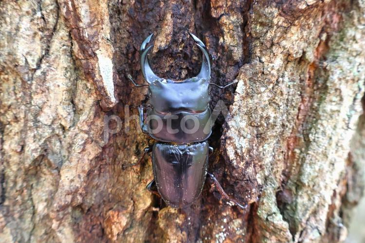 樹液を吸う大きなオオクワガタ オオクワガタ,クワガタムシ,クワガタの写真素材