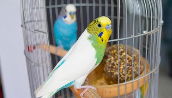 可愛いセキセイインコ 可愛いセキセイインコの写真