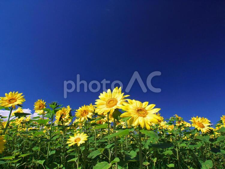 ひまわり畑 ひまわり,四季,田園の写真素材
