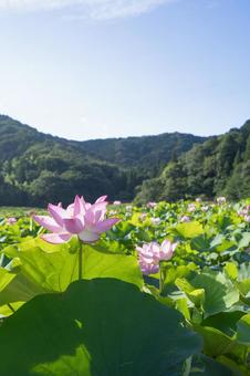 蓮の花 蓮の花の写真