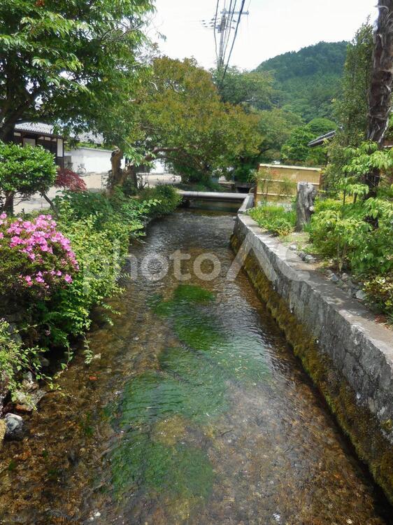 清水の流れる水路の風景 水路,清水,清流の写真素材