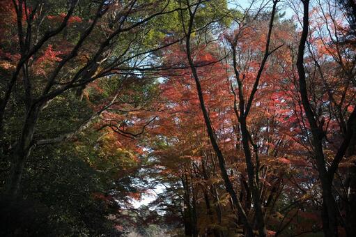 鹿児島県霧島市の霧島神宮の紅葉 鹿児島県,霧島市,霧島神宮の写真素材