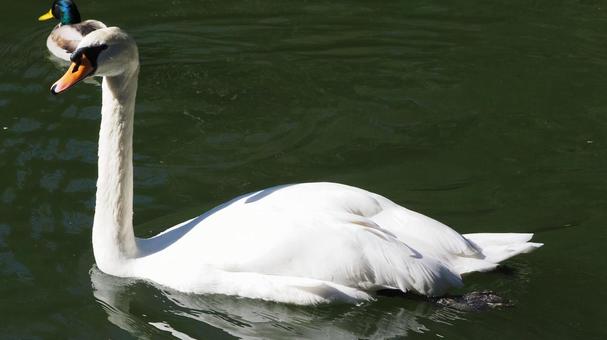 Swan Waterfowl Pond Chikozan Park Children's Zoo Sayama City Saitama Prefecture Swan Waterfowl Pond Chikozan Park Children's Zoo Sayama City Saitama Prefecture