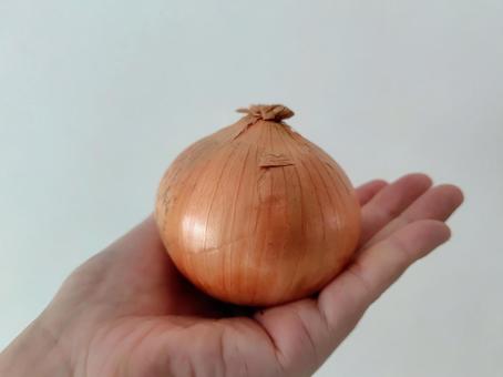 たまねぎ たまねぎ たまねぎ,玉ねぎ,野菜の写真素材