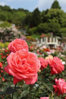 花の文化園 花,バラ,薔薇の写真素材